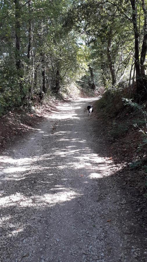 B&B Il Pizzagiallo Massa Martana Luaran gambar